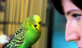 虎皮鹦鹉视频,视频中的可爱瞬间回顾